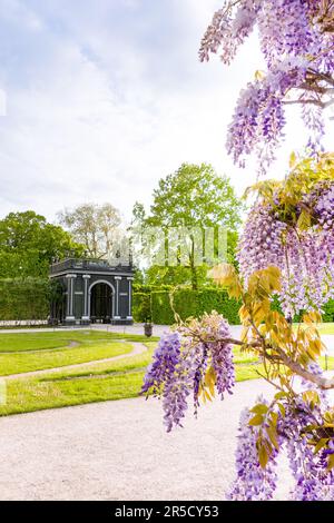 Vienne, Autriche - 10 mai 2023: Magnifique coucher de soleil paysage de glycines dans le pavillon dans les jardins de Schönbrunn Banque D'Images