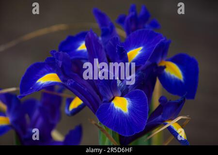 Belles fleurs d'iris bleu et jaune se tenant parfaitement sur le fond. Banque D'Images