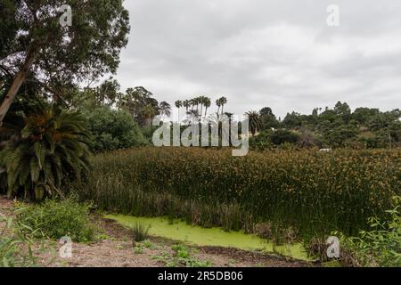Vue panoramique sur la réserve ornithologique Andrée Clark dans la région côtière de Santa Barbara, Californie du Sud Banque D'Images