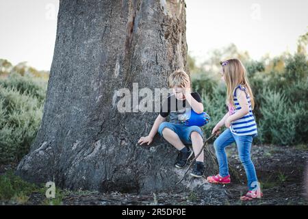 Les enfants jouent à la base d'un grand arbre à gomme australien dans le parc Banque D'Images