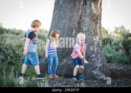Les enfants jouent à la base d'un grand arbre à gomme australien dans le parc Banque D'Images
