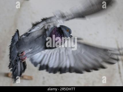 Dresde, Allemagne. 02nd juin 2023. Un pigeon vole autour dans le grenier de pigeon de la Stadttauben-Initiative Dresden e. V. dans le grenier d'un magasin de meubles à la gare de Mitte. L'association, fondée en 2018, s'engage à assurer le bien-être des animaux. Crédit : Robert Michael/dpa/Alay Live News Banque D'Images