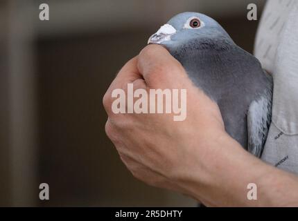 Dresde, Allemagne. 02nd juin 2023. Un employé de la Stadttauben-Initiative Dresden e. V. détient un pigeon porteur dans ses bras dans le grenier de pigeon d'un magasin de meubles à la gare de Mitte. L'association, fondée en 2018, s'engage à assurer le bien-être des animaux. Crédit : Robert Michael/dpa/Alay Live News Banque D'Images