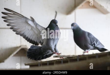 Dresde, Allemagne. 02nd juin 2023. Un pigeon vole autour dans le grenier de pigeon de la Stadttauben-Initiative Dresden e. V. dans le grenier d'un magasin de meubles à la gare de Mitte. L'association, fondée en 2018, s'engage à assurer le bien-être des animaux. Crédit : Robert Michael/dpa/Alay Live News Banque D'Images