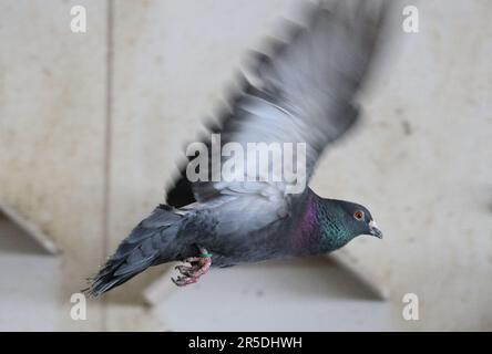 Dresde, Allemagne. 02nd juin 2023. Un pigeon vole autour dans le grenier de pigeon de la Stadttauben-Initiative Dresden e. V. dans le grenier d'un magasin de meubles à la gare de Mitte. L'association, fondée en 2018, s'engage à assurer le bien-être des animaux. Crédit : Robert Michael/dpa/Alay Live News Banque D'Images