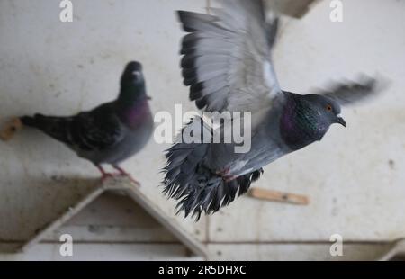 Dresde, Allemagne. 02nd juin 2023. Un pigeon vole autour dans le grenier de pigeon de la Stadttauben-Initiative Dresden e. V. dans le grenier d'un magasin de meubles à la gare de Mitte. L'association, fondée en 2018, s'engage à assurer le bien-être des animaux. Crédit : Robert Michael/dpa/Alay Live News Banque D'Images