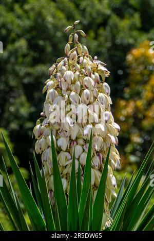 Yucca Gloriosa Evergreen arbuste de cactus succulent également appelé espagnol Dagger fleurs blanches de près Banque D'Images