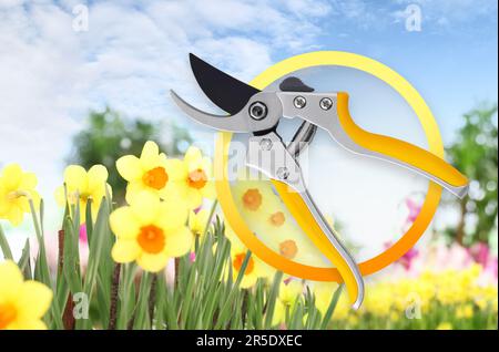 Ciseaux de jardinage sur fond de jardin de fleurs. Les jonquilles fleurissent. Accueil jardin soin des fleurs. Vente de fleurs en serre et fleuriste. Annonceurs Banque D'Images