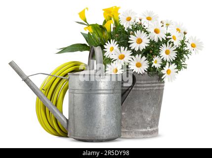 Pâquerettes plante en métal vintage seau, arrosoir et tuyau. Le printemps, les fleurs et le jardinage concept de travail ou boutique de fleuriste. Vue avant iso Banque D'Images