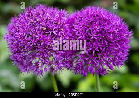 Deux fleurs violettes Allium fusionnées sur fond vert flou. Fond d'oignon ornemental Banque D'Images
