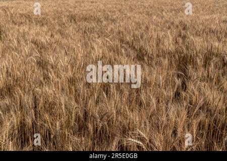 Les récoltes de blé mûrissent et sont prêtes à être récoltées Banque D'Images