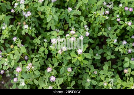 Gros plan des fleurs vertes de shamrock dans le domaine agricole Banque D'Images