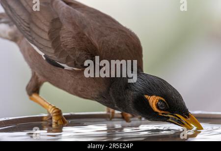 Portrait très rapproché isolé d'un seul oiseau de myna commun/ indien mature qui boit de l'eau froide pendant une journée chaude d'été dans son environnement domestique Banque D'Images