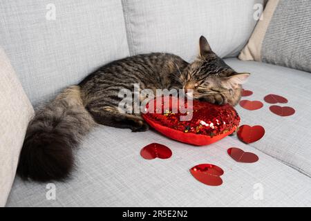 Mignon jeune chat dormant au cœur rouge sur le canapé, le jour de la Saint-Valentin du chat. Banque D'Images