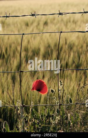 Un seul coquelicot rouge sous un barbelé dans le parc national de South Downs, au coucher du soleil sur le Sussex Weald. Le soleil bas jette des points saillants et des feuilles Banque D'Images