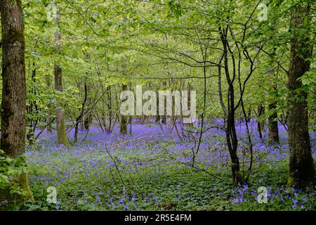 Un tapis de fleurs sauvages de Bluebell dans la forêt d'Abbots Wood, East Sussex. Hyacinthoides non-scripta. Fleurs violettes et roses sous les canopées des arbres forestiers à Banque D'Images