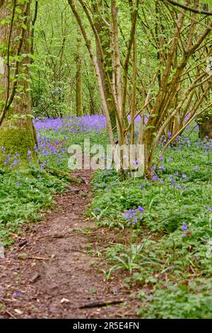 Un tapis de fleurs sauvages de Bluebell dans Abbots Wood Forest, East Sussex. Hyacinthoides non-scripta. Fleurs violettes et roses sous les canopées des arbres forestiers à Banque D'Images