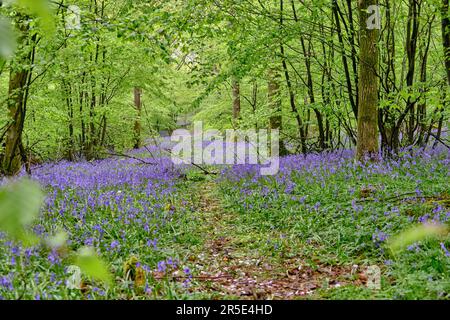 Un tapis de fleurs sauvages de Bluebell dans la forêt d'Abbots Wood, East Sussex. Hyacinthoides non-scripta. Fleurs violettes et roses sous les canopées des arbres forestiers à Banque D'Images