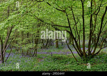 Un tapis de fleurs sauvages de Bluebell dans Abbots Wood Forest, East Sussex. Hyacinthoides non-scripta. Fleurs violettes et roses sous les canopées des arbres forestiers à Banque D'Images