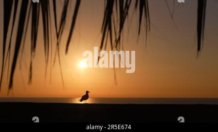 Silhouette d'une mouette contre le soleil se levant sur la mer Banque D'Images