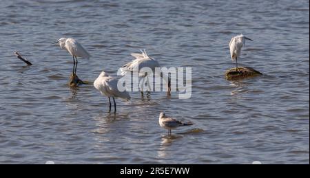 Troupeau de cupules eurasiennes, Platalea leucorodia, Little Egret, Egretta garzetta et Grand cormoran, Phalacrocorax carbo. Photo prise dans le Vicario Banque D'Images