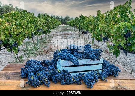 composition des raisins en caisse de bois sur la table sur fond de vignoble Banque D'Images