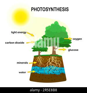 Diagramme de photosynthèse. Procédé de production d'oxygène. Processus de photosynthèse marqué. Science éducation botanique poster.schéma de photosynthèse.vecteur Illustration de Vecteur