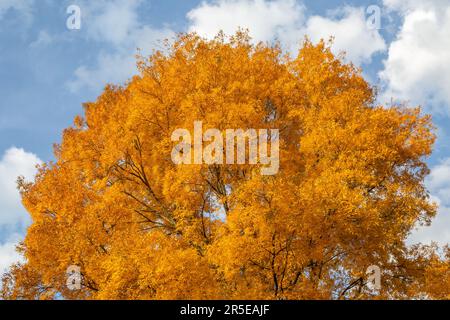 Un hickory d'amertume coloré en automne, avec un ciel bleu derrière Banque D'Images