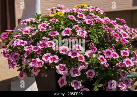 Vue latérale des millions de Bells jaunes et violets fleuris dans un planteur Banque D'Images