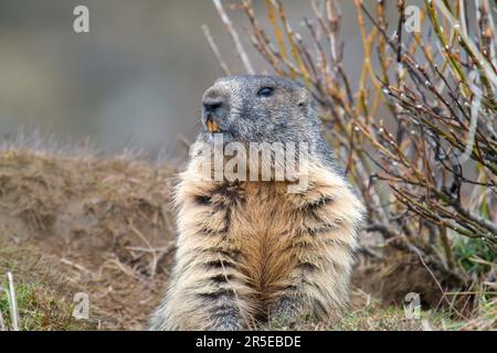 une marmotte à sa grotte dans les alpes, le parc national hohe tauern en autriche, à un matin de printemps après l'hibernation Banque D'Images