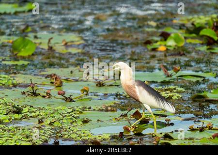 Magnifique étang de Javan Heron en train de valer sur les feuilles de lotus dans le marais. Banque D'Images