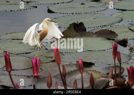 Magnifique étang de Javan Heron en train de valer sur les feuilles de lotus dans le marais. Banque D'Images