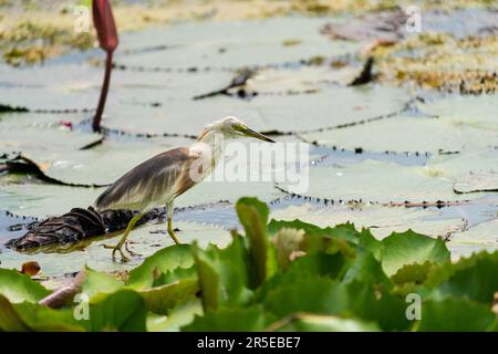 Magnifique étang de Javan Heron en train de valer sur les feuilles de lotus dans le marais. Banque D'Images