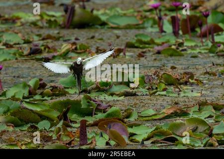 Magnifique étang de Javan Heron en train de valer sur les feuilles de lotus dans le marais. Banque D'Images