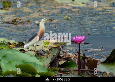 Magnifique étang de Javan Heron en train de valer sur les feuilles de lotus dans le marais. Banque D'Images