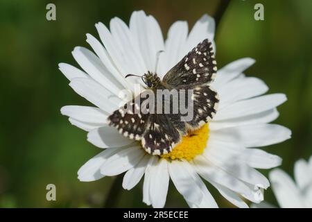Gros plan naturel sur l'hespérie grizzlé, Pyrgus malvae assis sur une fleur de pâquerette à œil d'Ox Banque D'Images