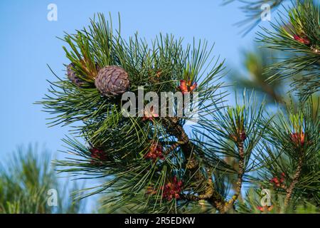 La fleur rouge et le cône pourpre du pin de pierre suisse, pinus cembra, sur une branche au printemps Banque D'Images