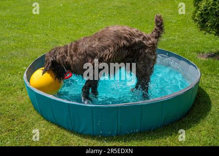 un chien brun joue avec une balle jaune dans l'eau dans une piscine pour chiens par une chaude journée d'été Banque D'Images