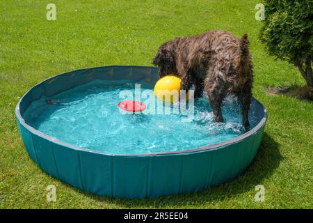 un chien brun joue avec une balle jaune dans l'eau dans une piscine pour chiens par une chaude journée d'été Banque D'Images