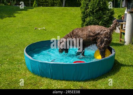 un chien brun joue avec une balle jaune dans l'eau dans une piscine pour chiens par une chaude journée d'été Banque D'Images