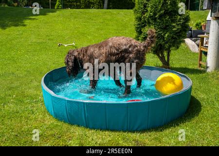 un chien brun joue avec une balle jaune dans l'eau dans une piscine pour chiens par une chaude journée d'été Banque D'Images