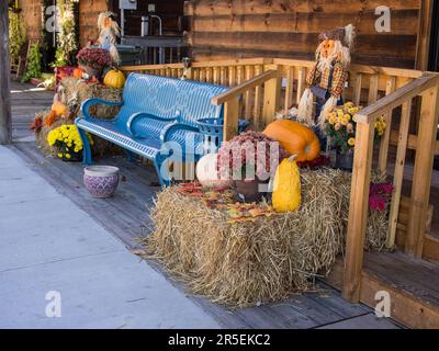 Un banc bleu avec accessoires d'automne, citrouilles, mums fleurs et foin à l'extérieur d'une grange en bois. Banque D'Images
