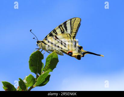 Rare Swallowtail - Iphiclides podalirius. A vu Oeiras, Portugal. Vue sous-aile. Perchée sur de jeunes feuilles de Quercus faginea. (chêne) Banque D'Images