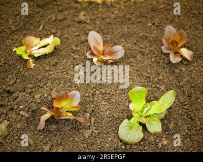 Plantules Lactuca sativa laitue butterhead bio Lactuca sativa capitata légumes jeunes plantation feuille de chêne vert rouge détail feuille de serre racine de champ Banque D'Images