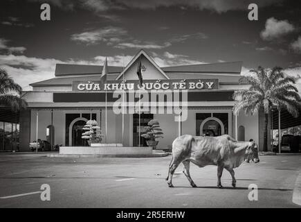 Une vache traverse devant le bâtiment abritant la porte frontière internationale Vietnam-Laos à Bo y, district de Ngoc Hoi, province de Kontum, dans le centre Banque D'Images