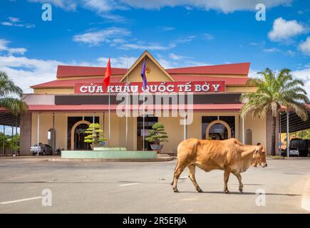 Une vache traverse devant le bâtiment abritant la porte frontière internationale Vietnam-Laos à Bo y, district de Ngoc Hoi, province de Kontum, dans le centre Banque D'Images