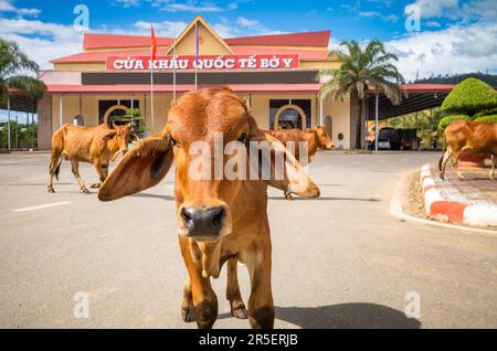 Le bétail traverse devant le bâtiment abritant la porte de la frontière internationale Vietnam-Laos à Bo y, district de Ngoc Hoi, province de Kontum, dans le centre de la province de Hé Banque D'Images