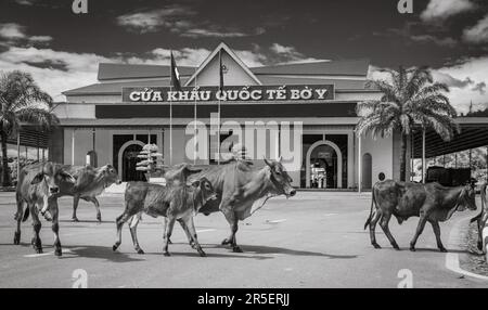 Le bétail traverse devant le bâtiment abritant la porte de la frontière internationale Vietnam-Laos à Bo y, district de Ngoc Hoi, province de Kontum, dans le centre de la province de Hé Banque D'Images