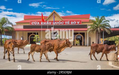 Le bétail traverse devant le bâtiment abritant la porte de la frontière internationale Vietnam-Laos à Bo y, district de Ngoc Hoi, province de Kontum, dans le centre de la province de Hé Banque D'Images