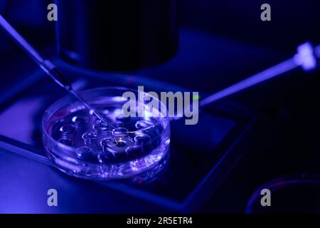 Reproductologie travailleur de laboratoire micromanipulant avec des cellules en clinique Banque D'Images